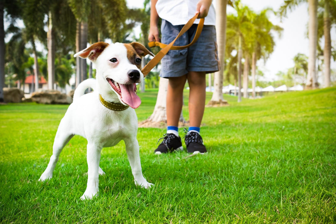 The Pawsitive Benefits of Walking Your Dog: More Than Just Exercise